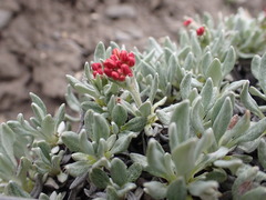 Eriogonum androsaceum