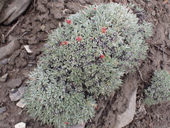 Eriogonum androsaceum