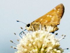 Atalopedes campestris huron