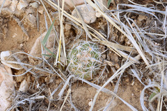 Sclerocactus sileri