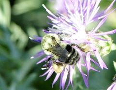Bombus impatiens
