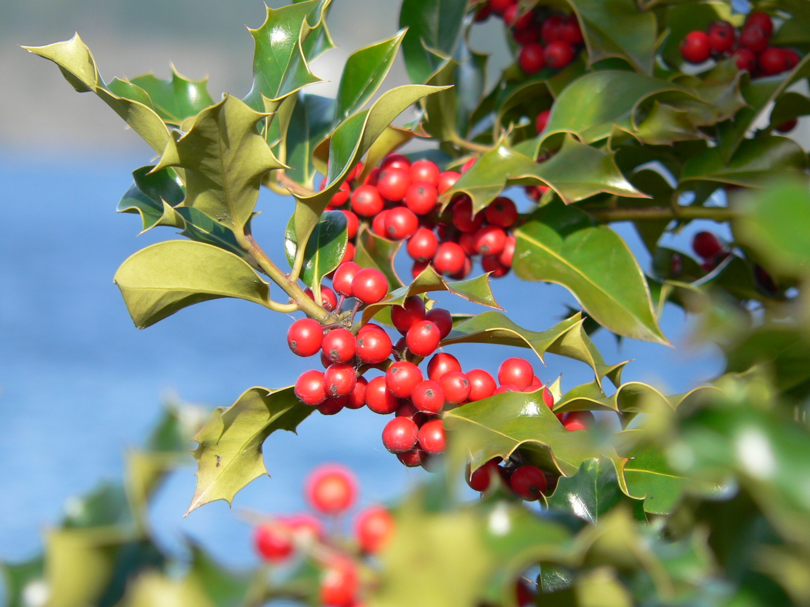 Ilex
