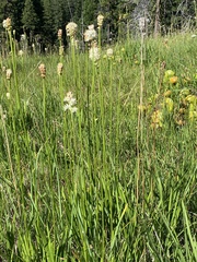 Triantha occidentalis