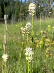 Triantha occidentalis