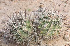 Sclerocactus whipplei