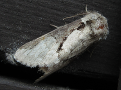 Wilemanus bidentatus