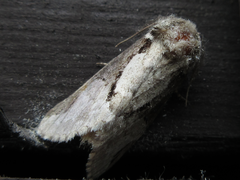 Wilemanus bidentatus