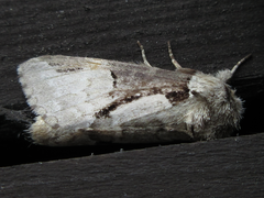 Wilemanus bidentatus