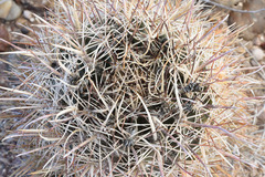 Sclerocactus whipplei