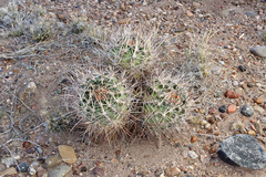 Sclerocactus whipplei