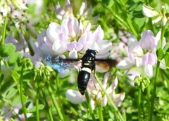 Monobia quadridens