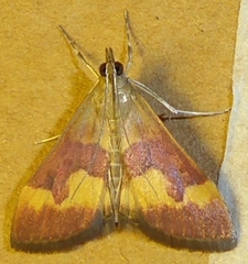Pyrausta flavofascialis