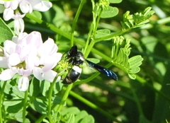 Monobia quadridens