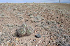 Sclerocactus whipplei