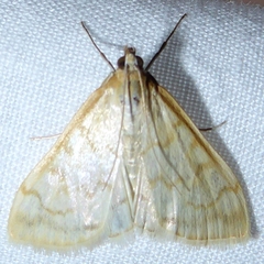 Hahncappsia pergilvalis