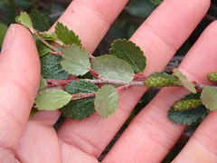 Betula nana
