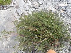 Betula nana