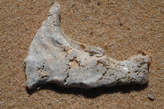 Malleus