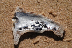Malleus