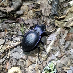 Carabus amplipennis