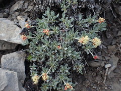 Eriogonum androsaceum