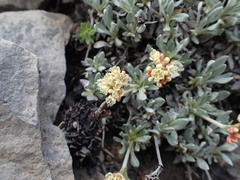 Eriogonum androsaceum