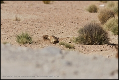 Ctenomys