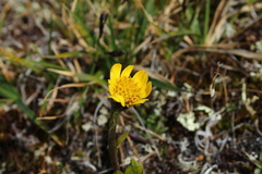 Tephroseris frigida