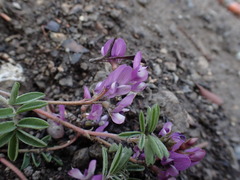 Astragalus vexilliflexus