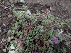 Astragalus vexilliflexus