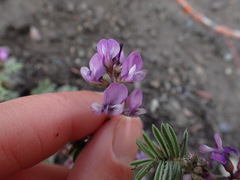 Astragalus vexilliflexus