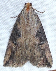 Hypena humuli