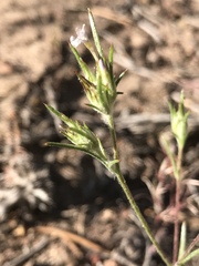 Eriastrum sparsiflorum