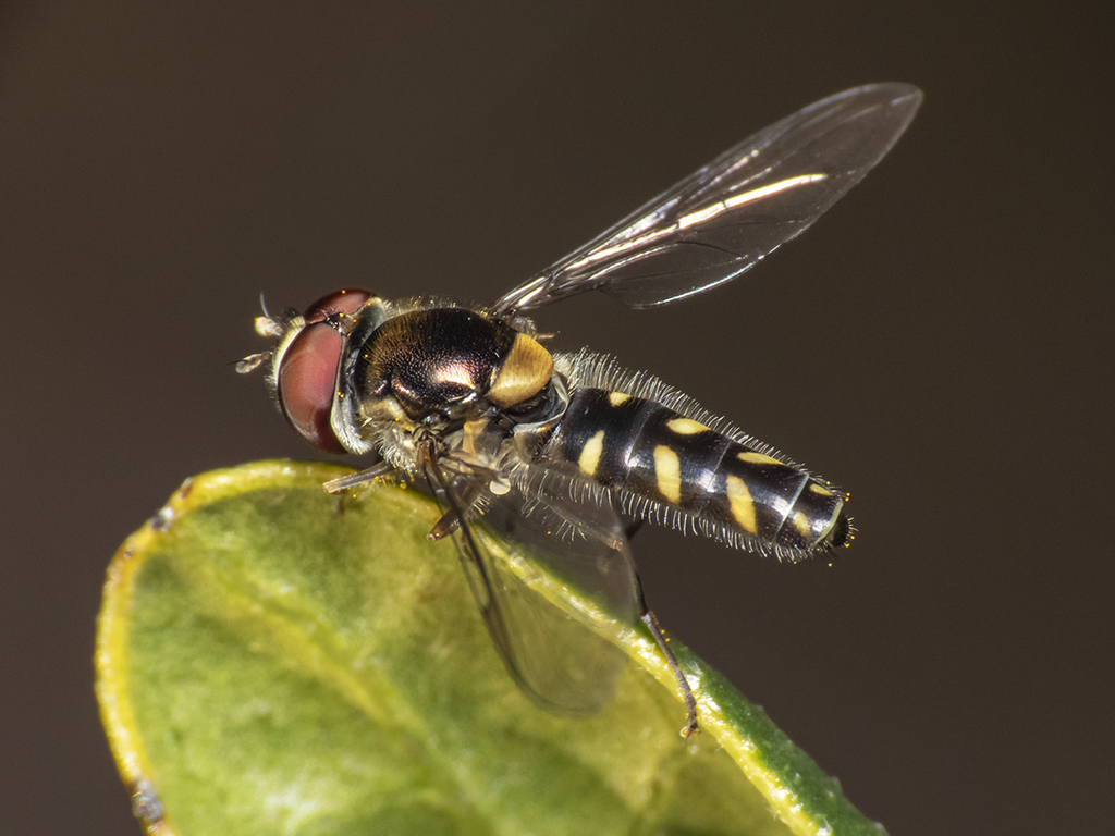 Allograpta hortensis