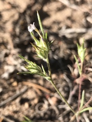 Eriastrum sparsiflorum