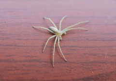 Philodromus auricomus