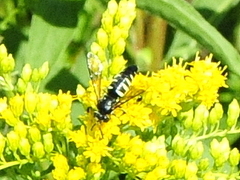 Bicyrtes quadrifasciatus