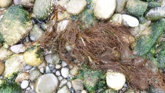 Desmarestia aculeata