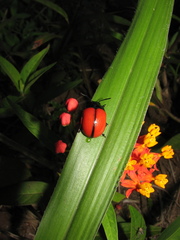 Labidomera suturella