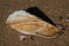 Trisidos tortuosa