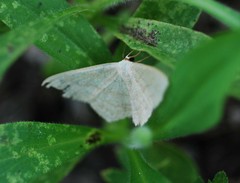Scopula floslactata