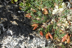 Oxytropis huddelsonii