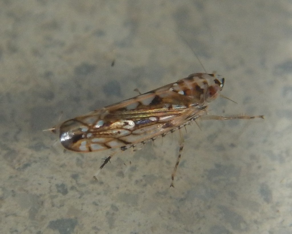 Scaphoideus foshoi
