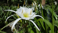 Hymenocallis coronaria