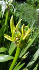Hymenocallis coronaria