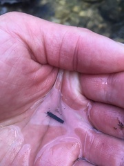 Brachycentrus occidentalis