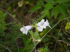 Penstemon cobaea