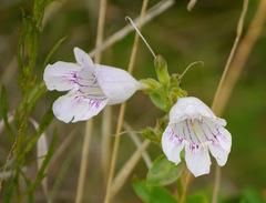 Penstemon cobaea