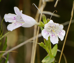 Penstemon cobaea