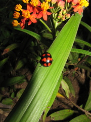 Labidomera suturella